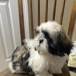 Shih Tzu Puppies from Willow Lane Shih Tzus