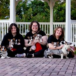 Cardigan Welsh Corgi puppies from Katie's Corgis