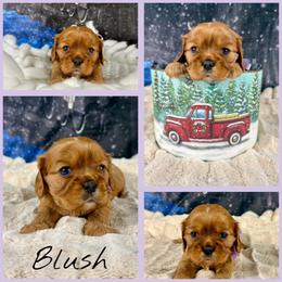 Blush - Ruby female Cavalier King Charles Spaniel puppy in De Pere, Wisconsin from Rose Garden Kennels
