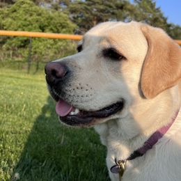 Ellie - Labrador Retriever