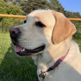 Ellie - Labrador Retriever