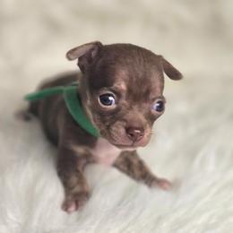 Barley - Chocolate brindled fawn male Chihuahua puppy in Plainfield, Indiana from Abby's Pampered Pooches