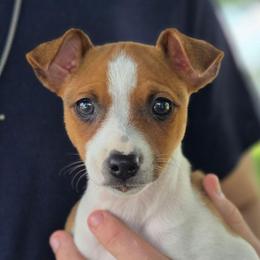 Red Sable Irish-Marked Female - Red white and sable female Rat Terrier puppy in Webb City, Missouri from Rocking 4C