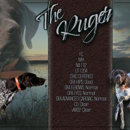 German Shorthaired Pointer puppies from Big Country Kennels