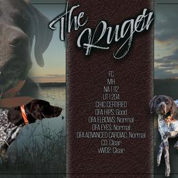 German Shorthaired Pointer puppies from Big Country Kennels