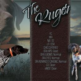German Shorthaired Pointer puppies from Big Country Kennels