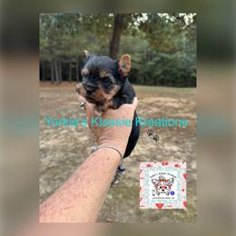 Addy - Black and tan female Yorkshire Terrier puppy in Dierks, Arkansas from Yorkie’s Klassie Kreations