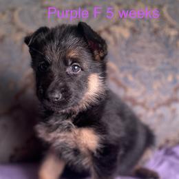 Purple collar girl - Black and red female German Shepherd puppy in Coleta, Illinois from Four Leaf Farm- Vom Vierblättriges Bauernhof