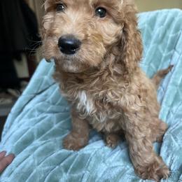 Rudy - Red  male Goldendoodle puppy in Lowville, New York from Adirondack Labradoodles