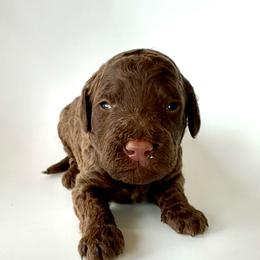 Waffles - Chocolate male Goldendoodle puppy in Pulaski, Tennessee from Doodle My Heart