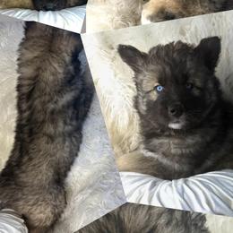 Ash - Agouti and white male Siberian Husky puppy in Florence, Kentucky from Moonlight Howl Huskies