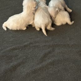 Maltipoo puppies from Family Doodles