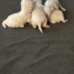 Maltipoo puppies from Family Doodles
