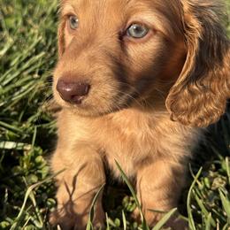 Skyler - Red male Dachshund puppy in Bentonville, Arkansas from T & D Dachshunds by design