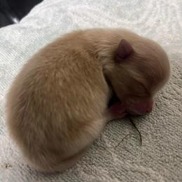 Lucy - Cream sable female Pomeranian puppy in Jefferson City, Missouri from MJ’s Pomeranians