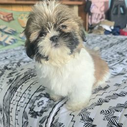 Girl 1 - Tricolor female Shih Tzu puppy in Stroudsburg, Pennsylvania from Puppyville Pa Shih Tzu & frenchies