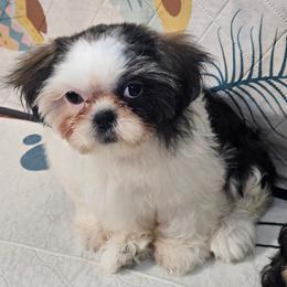Black collar boy - Tricolor male Shih Tzu puppy in Woodsfield, Ohio from ROSE LANE SHIH TZUS