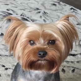 Katie - Yorkshire Terrier