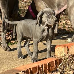 Pink Girl - Blue female Great Dane puppy in Plano, Texas from Blue Thunder Danes