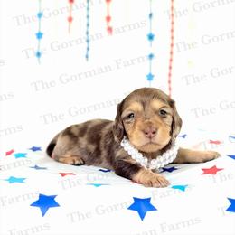 Liberty - Dapple female Dachshund puppy in Greenville, North Carolina from The Gorman Farms