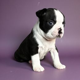 AKC Quinn - Black brindle and white female Boston Terrier puppy in Galena, Kansas from RottNBostons