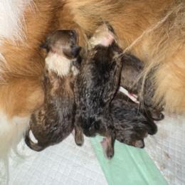 Girl 4 - female Collie puppy in Morocco, Indiana from Collegiate Bassets and Rheign Collies