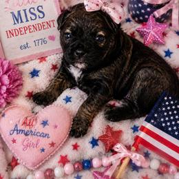 Moana - Brindle female Shihpoo puppy in Hertford, North Carolina from Heaven Sent Shihpoo's