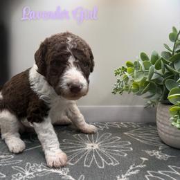 Girl 3 - Parti female Poodle puppy in Travelers Rest, South Carolina from Hampshire Hill’s Standard Poodles