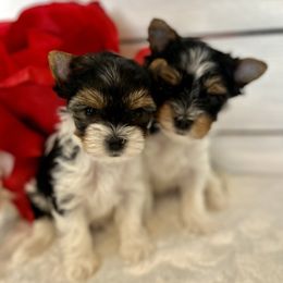 Biewer Terrier Puppies from Bouquet Biewers