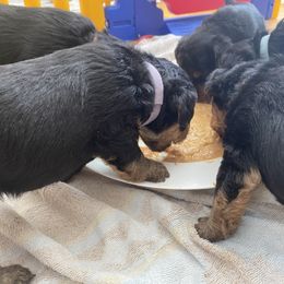 Welsh Terrier Puppies from Snow Dragon Welsh Terriers