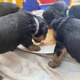 Welsh Terrier Puppies from Snow Dragon Welsh Terriers