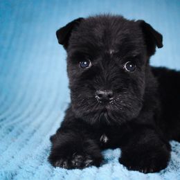 Lottie's Teal Boy - Black male Miniature Schnauzer puppy in Queen Creek, Arizona from Chapman Schnauzers