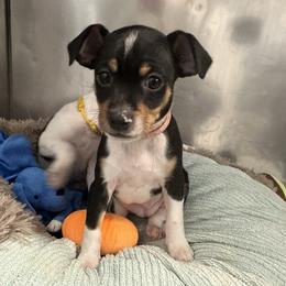 Pearl - Black white and tan female Rat Terrier puppy in Molalla, Oregon from The Puppy Patch Rat Terriers