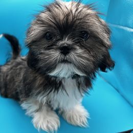 Shih Tzu Puppies from Jessica’s Shih Tzus