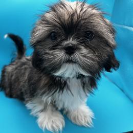 Shih Tzu Puppies from Jessica’s Shih Tzus