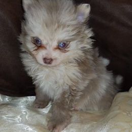 Ashton- Pomchi mixed - Pomeranian puppy in Milwaukee, Wisconsin from Chinita's Pom Poms