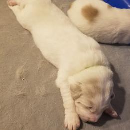 Lime Green Collar Boy - White male Great Pyrenees puppy in Bon Aqua, Tennessee from Joel's Farm LLC