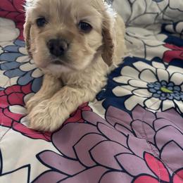 Tucker - Buff male Cocker Spaniel puppy in Boise, Idaho from Kayceyz Cockers