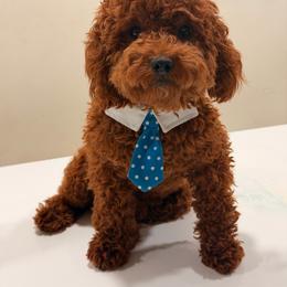 Rio - Poodle