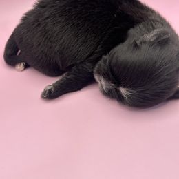 Lantana - Black and white female Shih Tzu puppy in Porterville, California from Moore Shih Tzus