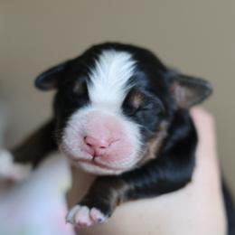 Cedar - Tri-color male Bernese Mountain Dog puppy in Williamston, Sc, South Carolina from Dutton Dog Co & Dalla Grazia Doberman
