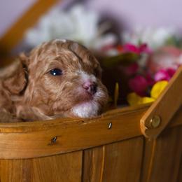 Latte - Apricot female Poodle puppy in Las Vegas, Nevada from Plush Toy Poodle Puppies & Pals