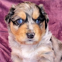 Ralphie - Blue merle Australian Shepherd puppy in Glendale, Arizona from Kerr Aussies