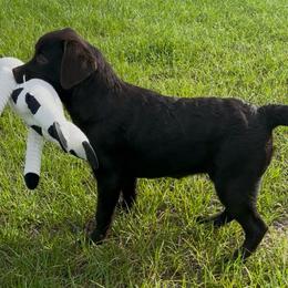 Seabreeze - Chocolate female Labrador Retriever puppy in Morriston, Florida from Penny Lane Labradors
