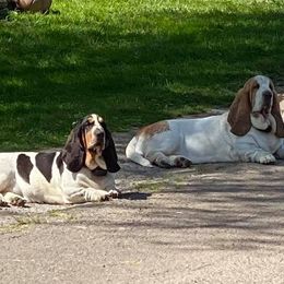 Basset Hounds from Basset Bottom Bassets