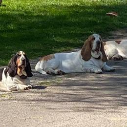 Basset Hounds from Basset Bottom Bassets