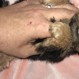 Yorkshire Terrier Puppies from Alaska’s Baby Yorkies