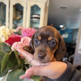 Brownie the chocolate and cream - Chocolate and cream female Dachshund puppy in El Cajon, California from Lisa Buxton