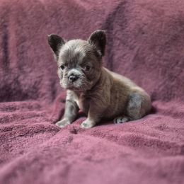 Minnie Mouse - Blue female French Bulldog puppy in Alexander City, Alabama from Lake Martin Fancy Frenchies