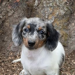 Frankie Mae - Dapple female Dachshund puppy in Vermilion, Ohio from Dueck Dachshunds